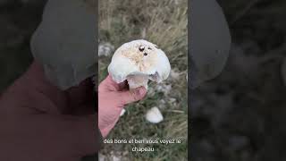 Agarics Géants en Lozère 🍄😮 [upl. by Marinna]