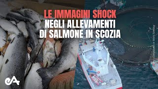 immagini shock indagine negli allevamenti di salmoni in Scozia  Essere Animali [upl. by Schwab]