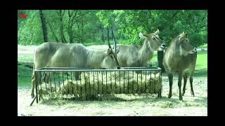 Safaripark Beekse Bergen 1 [upl. by Ciardap436]