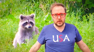 Lets Talk About American Raccoons [upl. by Ellenid]