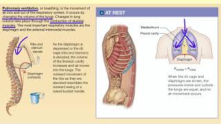 Pulmonary Ventilation [upl. by Goodrich]