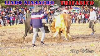 TRIFASICO VS LINDO NINANCHO Toro Tinku Pascua San Pedro de Buena Vista [upl. by Neirb]