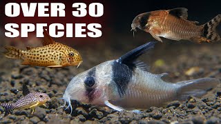 All My Corydoras  Over 30 species of Rare and Common Corys [upl. by Hillard]