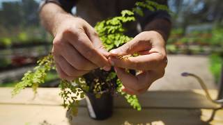 How to Grow and Care for Maidenhair Ferns [upl. by Littell994]