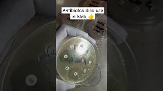 Klebsiella pneumoniae antibiotics sensitivity Disc  Kleb antibiotics disc  culture sensitivity [upl. by Dame]