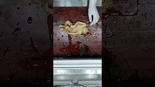 Anencephaly fetus for museum😱 anencephaly baby cutebaby newborn fetus babyshorts museum lab [upl. by Iohk]