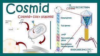 Cosmids  What are cosmid vectors  What is the difference between plasmid and cosmid [upl. by Ezarra]