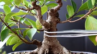 Ficus Bonsai cutting of a cutting Dec 2016 [upl. by Arielle]