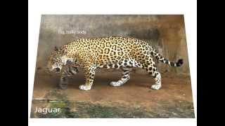 Differences between jaguars leopards and cheetahs [upl. by Redmund16]