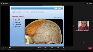 AULA 8  NEUROANATOMIA  CEREBRO PARTE 1 [upl. by Giamo]