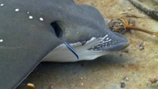 Whitespotted Eagle Ray amp Common Cleanerfish [upl. by Angle]