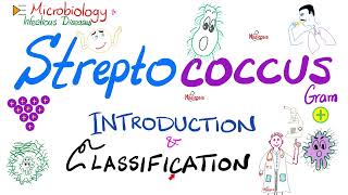 Streptococcus pyogenes  Streptococcal infection  Structure pathology and treatment options usmle [upl. by Orelee]