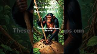 Chimpanzees Brainy Bunch or Banana Bunch [upl. by Atsirhc]