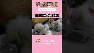 フカフカ布団を巡るポメの争いPomeranians fight over a fluffy futon [upl. by Emirak]