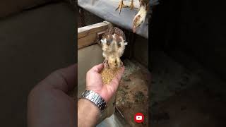 Tetra aseel feeding at handpakistan viralvideo like follow [upl. by Kella]