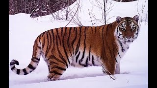 Asian Black Bear and Siberian Tiger in Heilongjiang China [upl. by Carrel721]