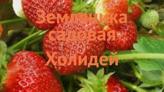 Земляника садовая Холидей fragaria ananassa holiday 🌿 обзор как сажать саженцы земляники Холидей [upl. by Muna815]