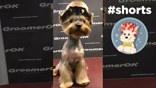 Yorkshire Terrier Puppy Grooming [upl. by Mansur]