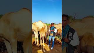 Waligaa geel ma raacday travel vlog shortvideo shorts youtubeshorts [upl. by Arratoon]