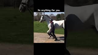 Here’s the Irish sport horse Next is Percheron then Andalusian Not my videos Irishsporthorse￼ [upl. by Ettevol371]