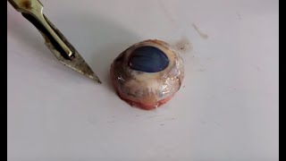 Eye Dissection GCSE A Level Biology NEET Practical Skills [upl. by Brittani449]