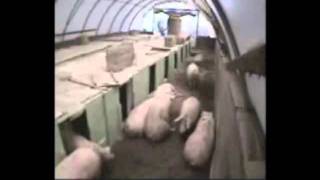 Natural Farrowing Systemwmv [upl. by Cob]