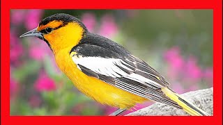 Bullocks Oriole Song Bullocks Oriole Call Bullocks Oriole Sound Bullocks Oriole Singing [upl. by Nolrac]