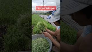 Trồng rau giữa Sài Gònlamvuon gardening trongrau farming farm garden [upl. by Lynnworth]