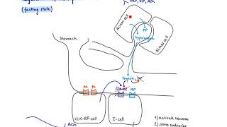 Brandl’s Basics Production and regulation of CCK cholecystokinin [upl. by Fabiolas]