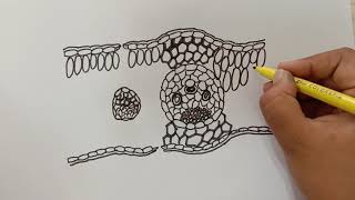 HOW TO DRAW INTERNAL STRUCTURE OF MONOCOT LEAF  BOTANY DRAWINGS  BIOLOGY [upl. by Nnaoj]