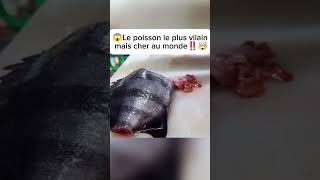 Lun des poissons le plus moche et cher au monde ‼️🤯 delicious food cuisine jofams4 [upl. by Mailliw]