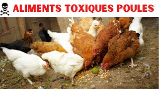 Alimentation poules  Aliments toxiques et déconseillés pour les volailles [upl. by Eelloh]