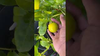 ASMR FOR PLANTS natureandrainsoundsforsleeping rainsounds shorts youtubepartner [upl. by Nodnar]