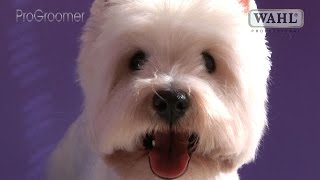 Grooming Guide  West Highland White Terrier Pet Trim  Pro Groomer [upl. by Eiknarf]