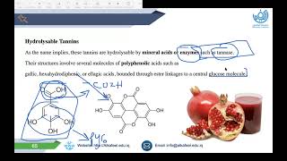 Pharmacognosy Theory Lecture  Tannins شرح [upl. by Gievlos763]