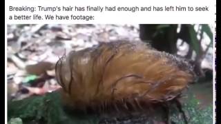 Breaking׃ Trumps hair has finally had enough and has left him to seek a better life [upl. by Foskett]