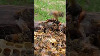 Western Honeybees Defend Their Hive Against a Giant Hornet [upl. by Aicenat646]