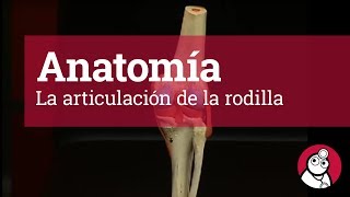 Anatomía La articulación de la rodilla [upl. by Pucida672]