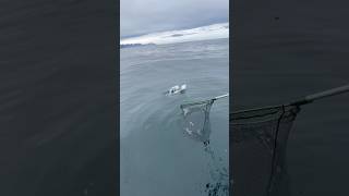 Beautiful king salmon sitkaalaska salmonfishing [upl. by Charil]