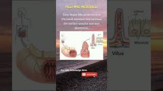 Villi and Microvilli  Knowledge bites shorts ytshorts biology [upl. by Anrol]