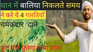 Best zyme fertilizer in indiaAgriculture knowledge Best organic khad धान में बालिया की सावधानियां [upl. by Yrac]