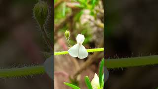 Macrotyloma flower flowers natureflowers nature keralaflowers shorts short viralvideo video [upl. by Yasmine]