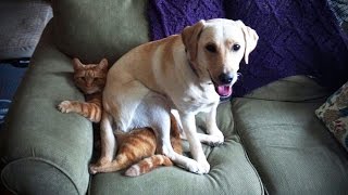 LABRADORS ARE AWESOME ★ Funny Labradors COMPILATION Funny Pets [upl. by Gosselin485]