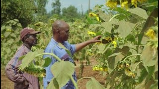 Farming with Conservation Agriculture in Kenya [upl. by Naomi]