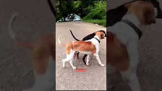 Amazing Bull Dog Mating Breeder Pair Petsloveria [upl. by Brandice]