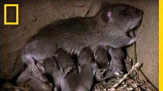 Momma Rat 15000 Babies a Year  National Geographic [upl. by Keisling]