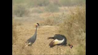 Black Crowned Crane Balearica pavonina [upl. by Hamer]