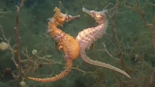 RARE Seahorse Mating amp Giving Birth Footage  DEEP SEA CREATURES [upl. by Treiber]