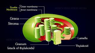 Structure of Chloroplast [upl. by Kola530]