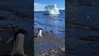 Penguin Paradise Discovering Antarcticas Wildlife [upl. by Aihsekal422]